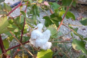 300454707_1111445146437151_2258825460613628637_n